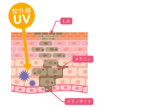 美顔イメージ